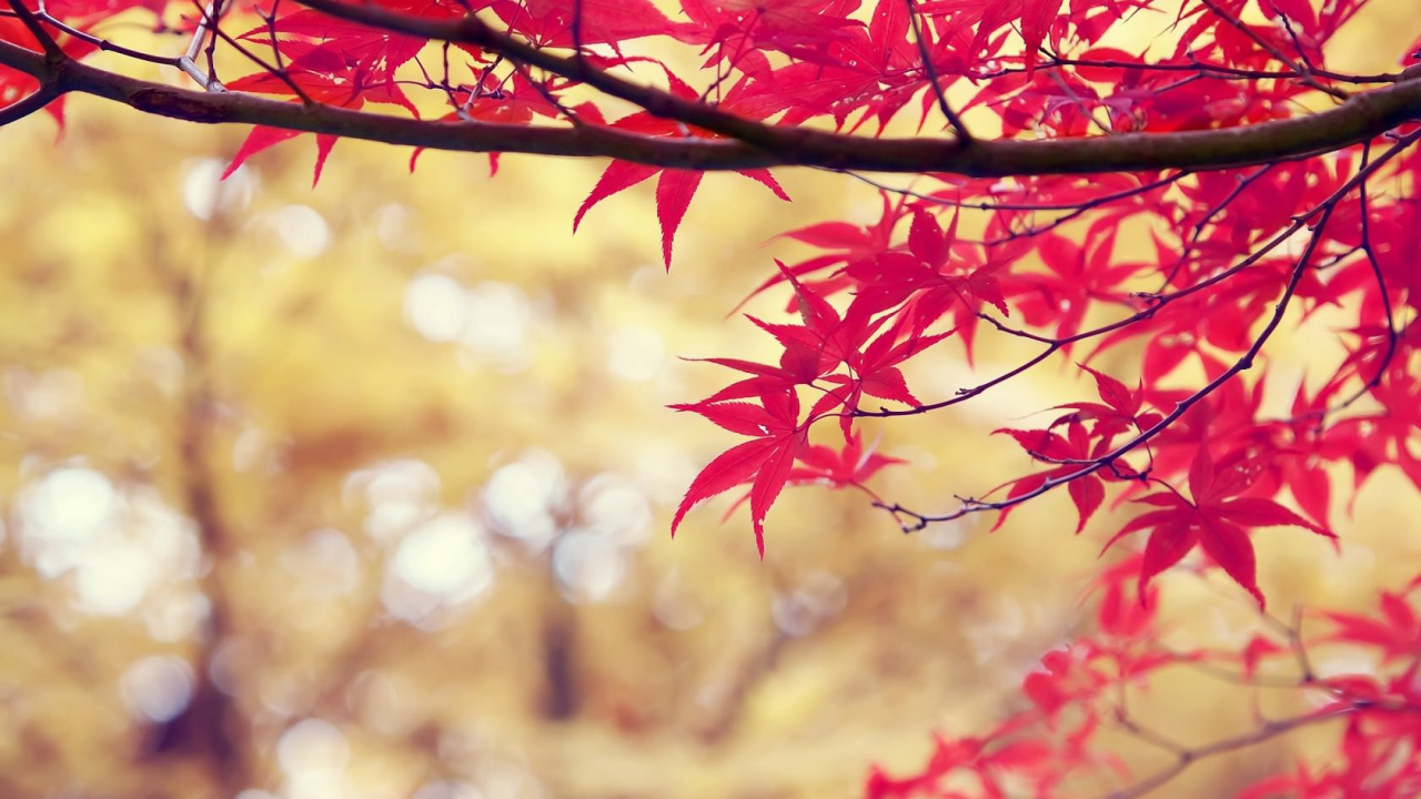 Обои лист, осень, кленовый лист, ветвь, дерево в разрешении 1280x720