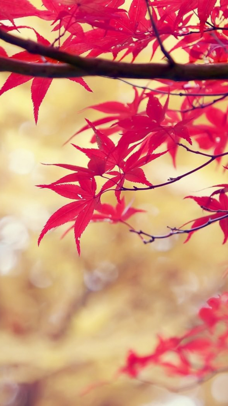 Обои лист, осень, кленовый лист, ветвь, дерево в разрешении 750x1334