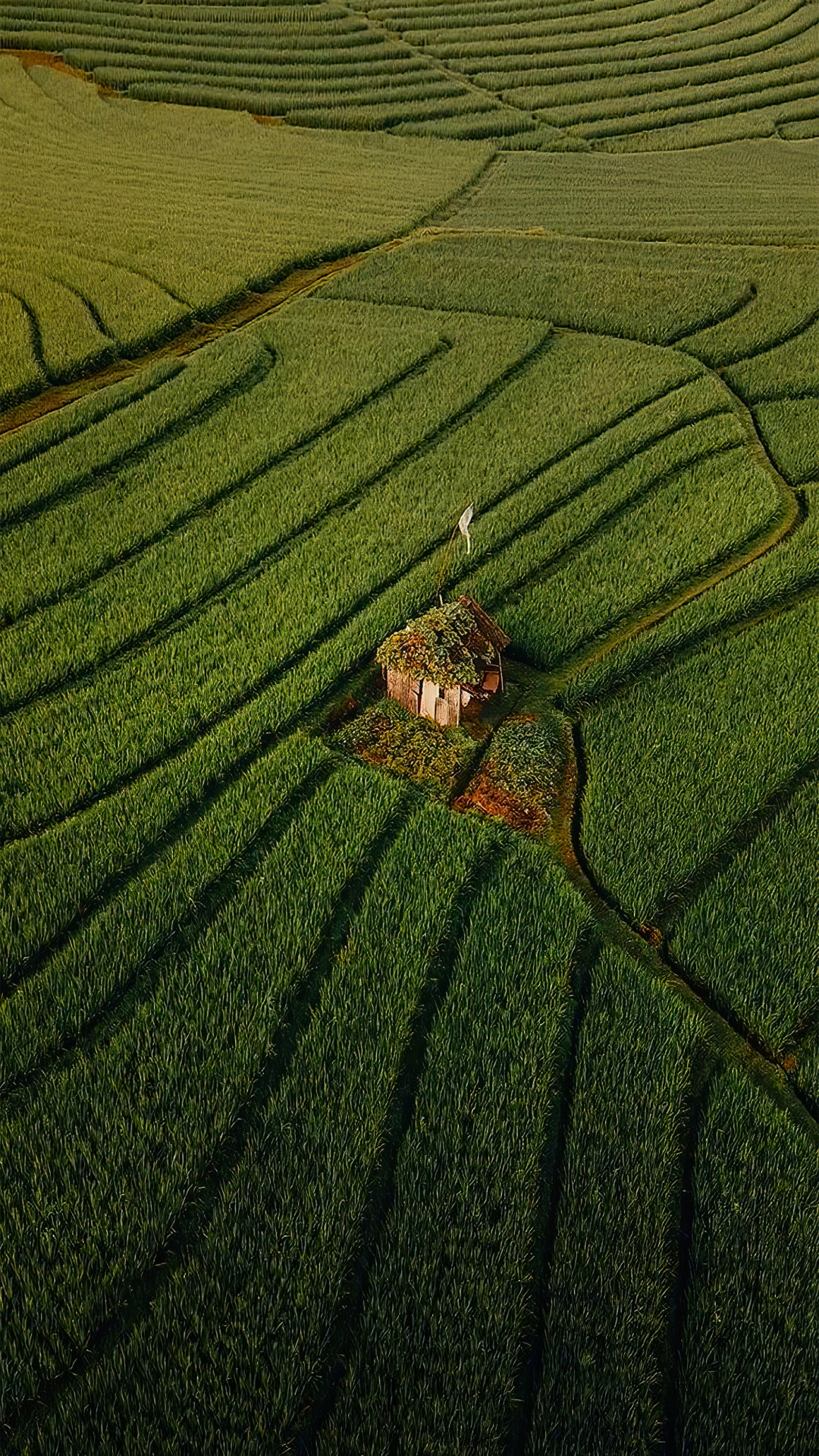 Обои Люди в природе, мечты я люблю путешествовать, путешествие, сельское хозяйство, наземное растение в разрешении 1080x1920