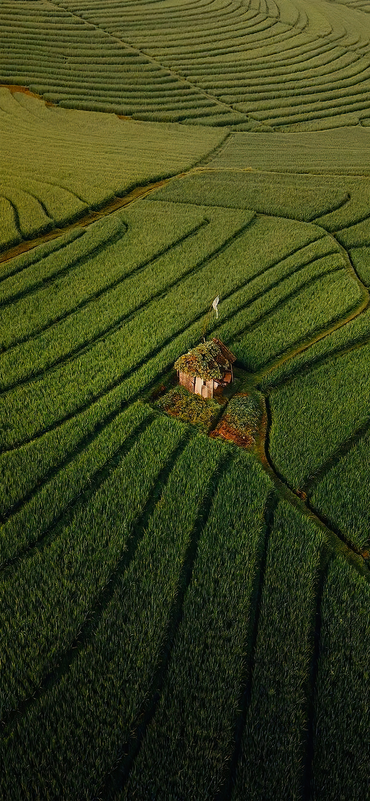 Обои Люди в природе, мечты я люблю путешествовать, путешествие, сельское хозяйство, наземное растение в разрешении 1242x2688