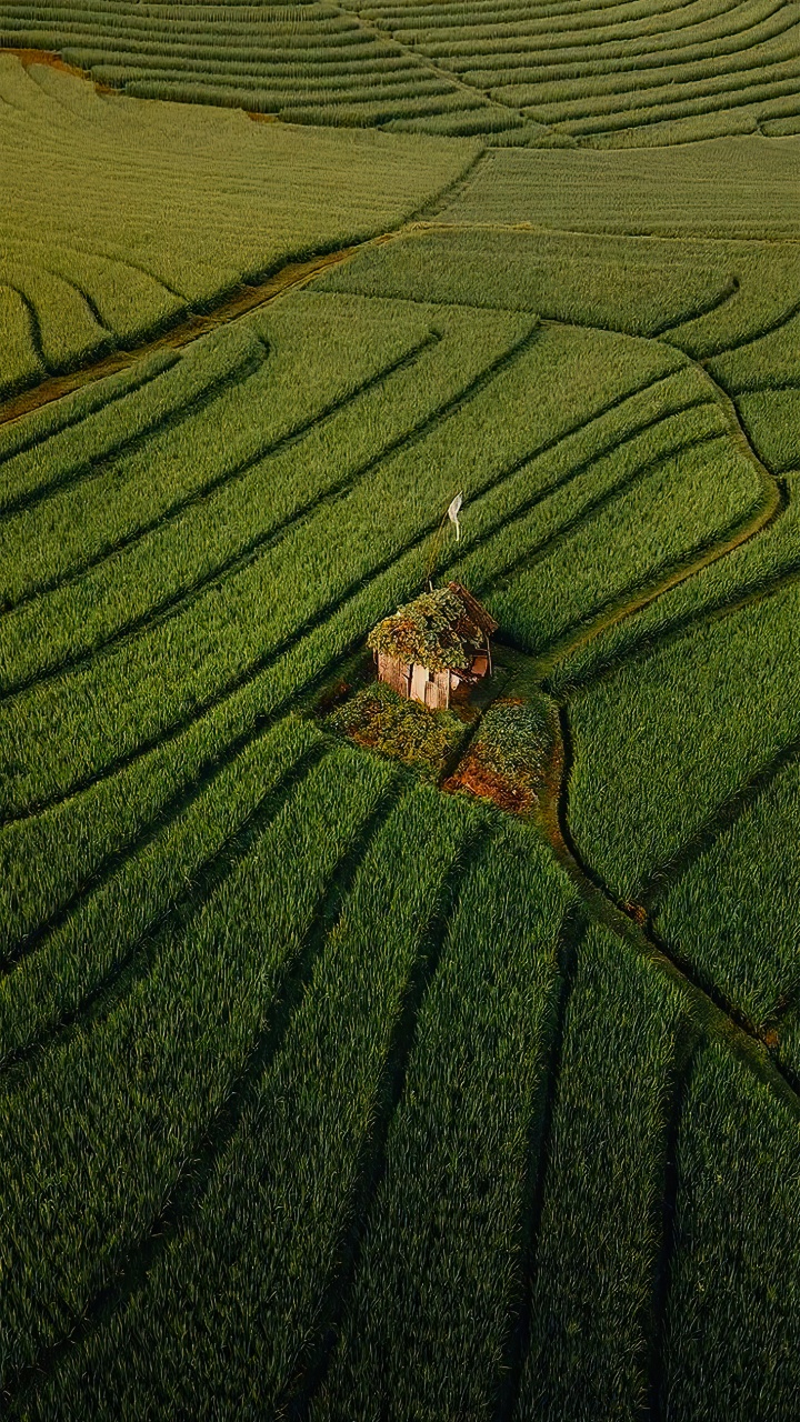 Обои Люди в природе, мечты я люблю путешествовать, путешествие, сельское хозяйство, наземное растение в разрешении 720x1280