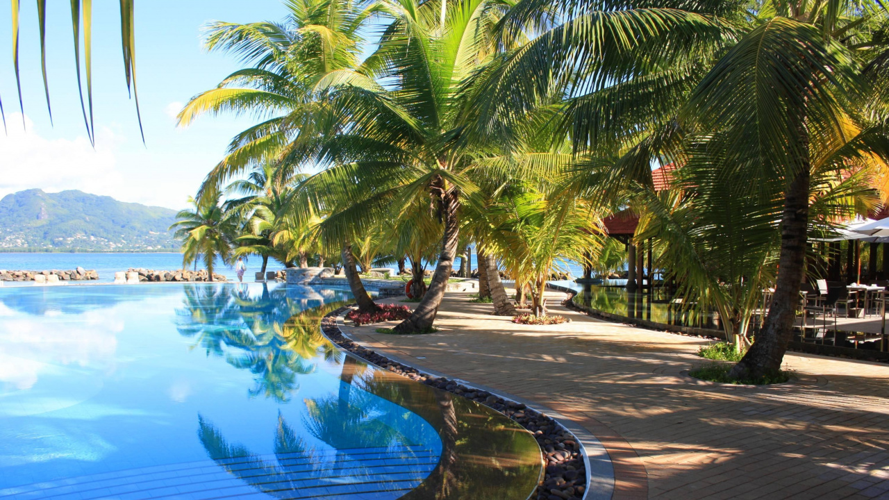 Обои плавательный бассейн, прибежище, Пальма, отпуск, тропическая зона в разрешении 1280x720