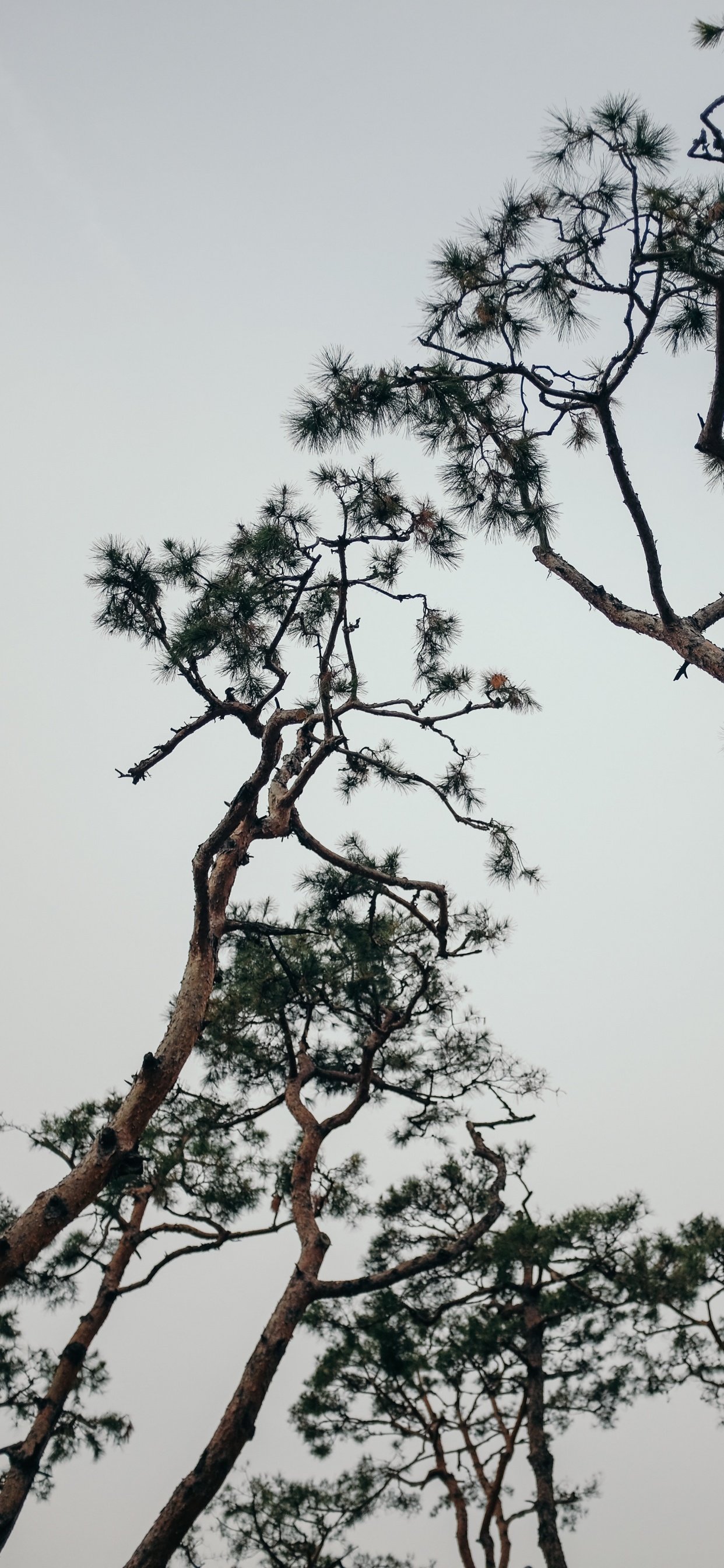 Обои растение, ветвь, весна, сосна, небо в разрешении 1242x2688