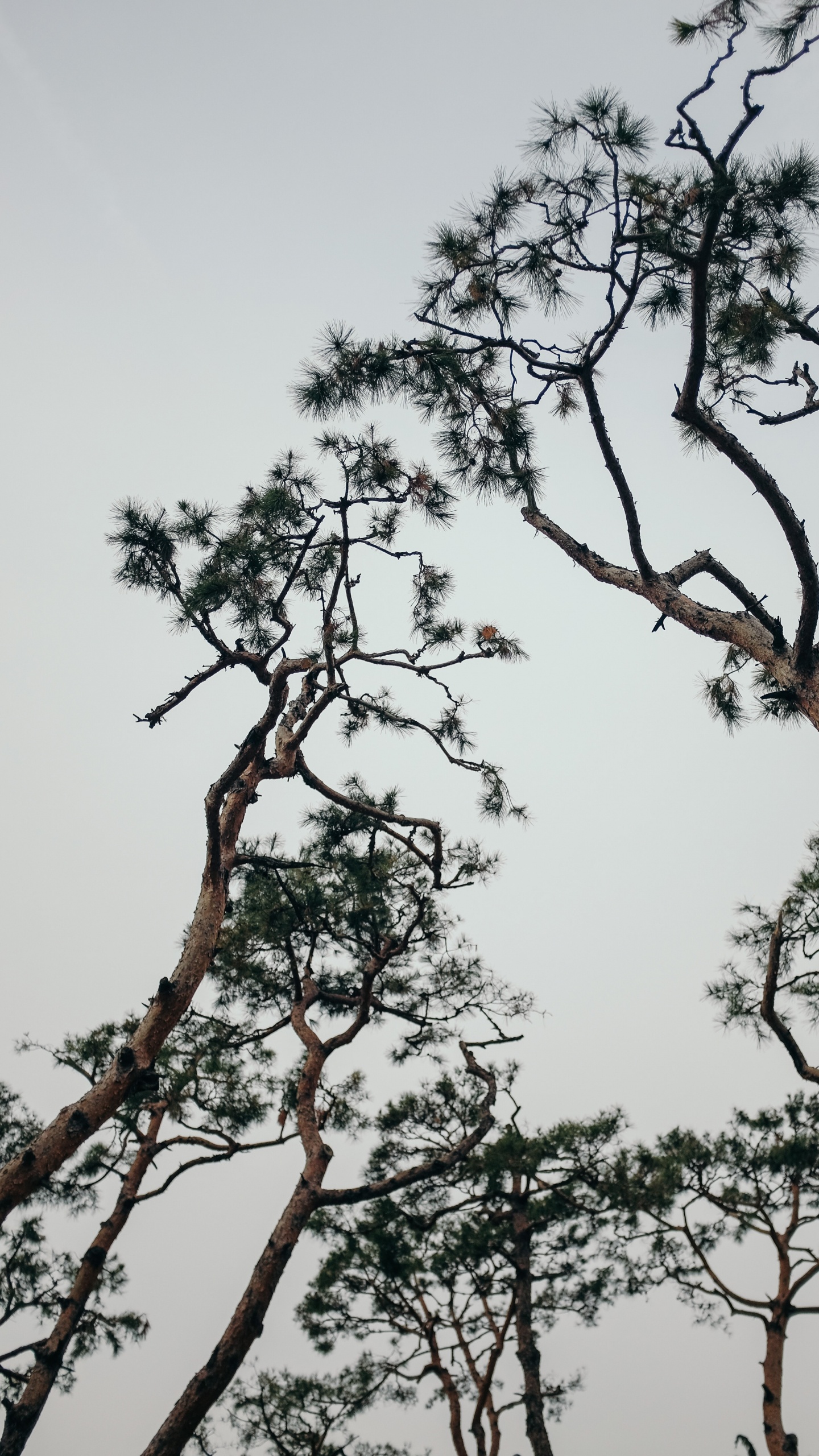 Обои растение, ветвь, весна, сосна, небо в разрешении 1440x2560