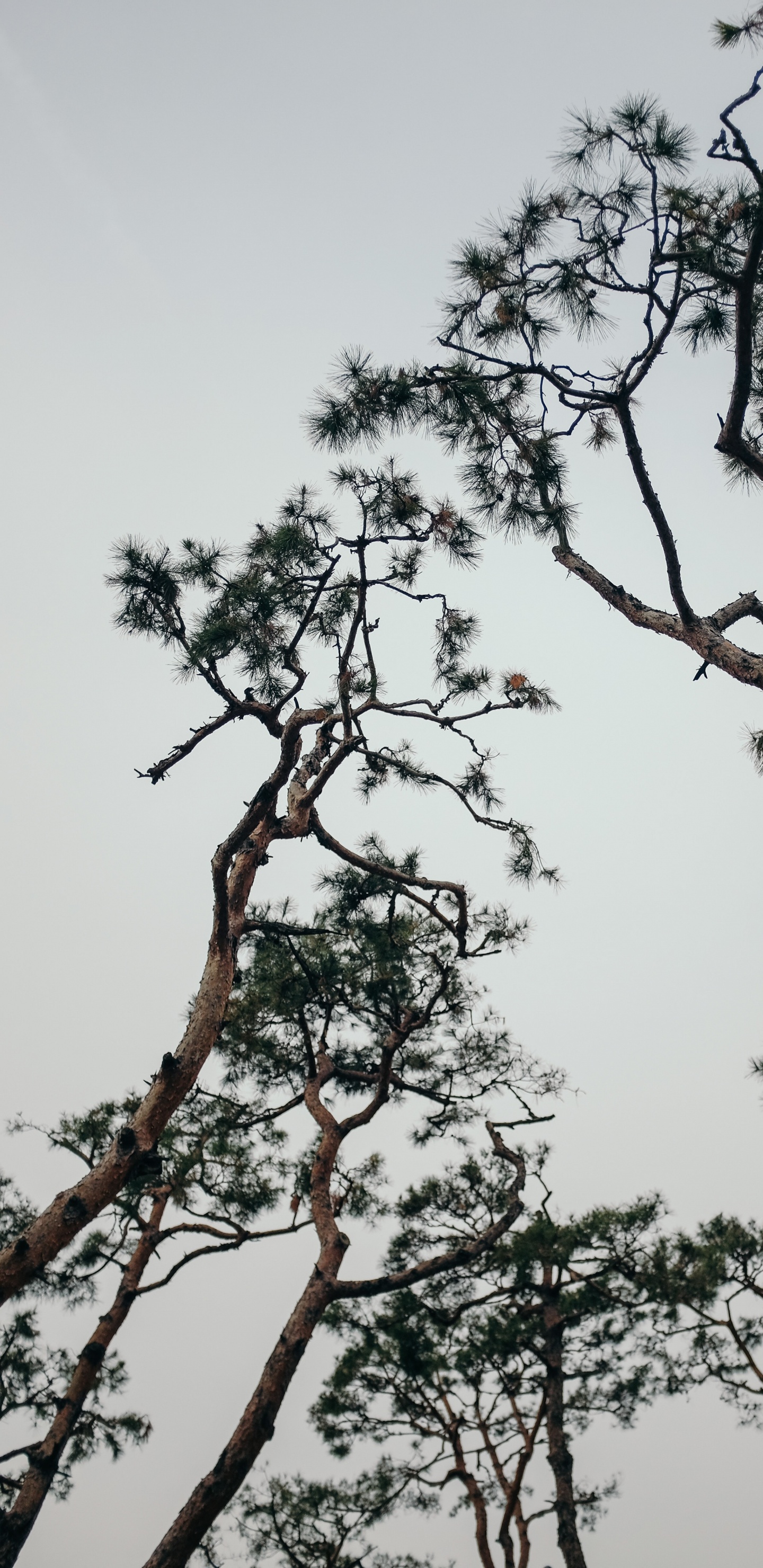 Обои растение, ветвь, весна, сосна, небо в разрешении 1440x2960