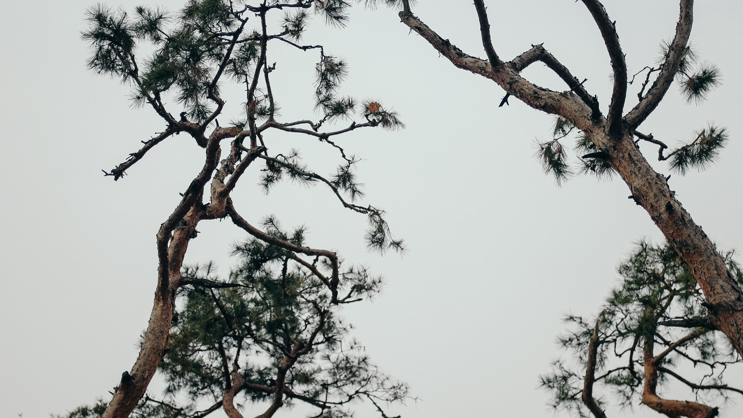 Обои растение, ветвь, весна, сосна, небо в разрешении 2560x1440