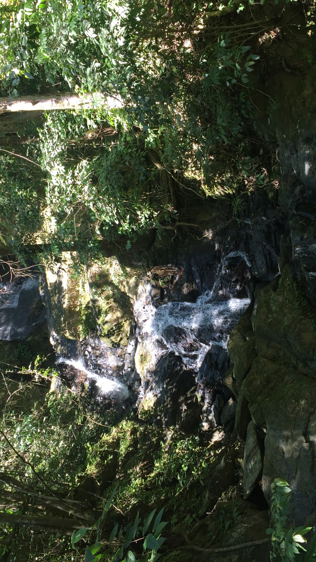Обои природный заповедник, вода, биом, старовозрастные леса, водоток в разрешении 1080x1920