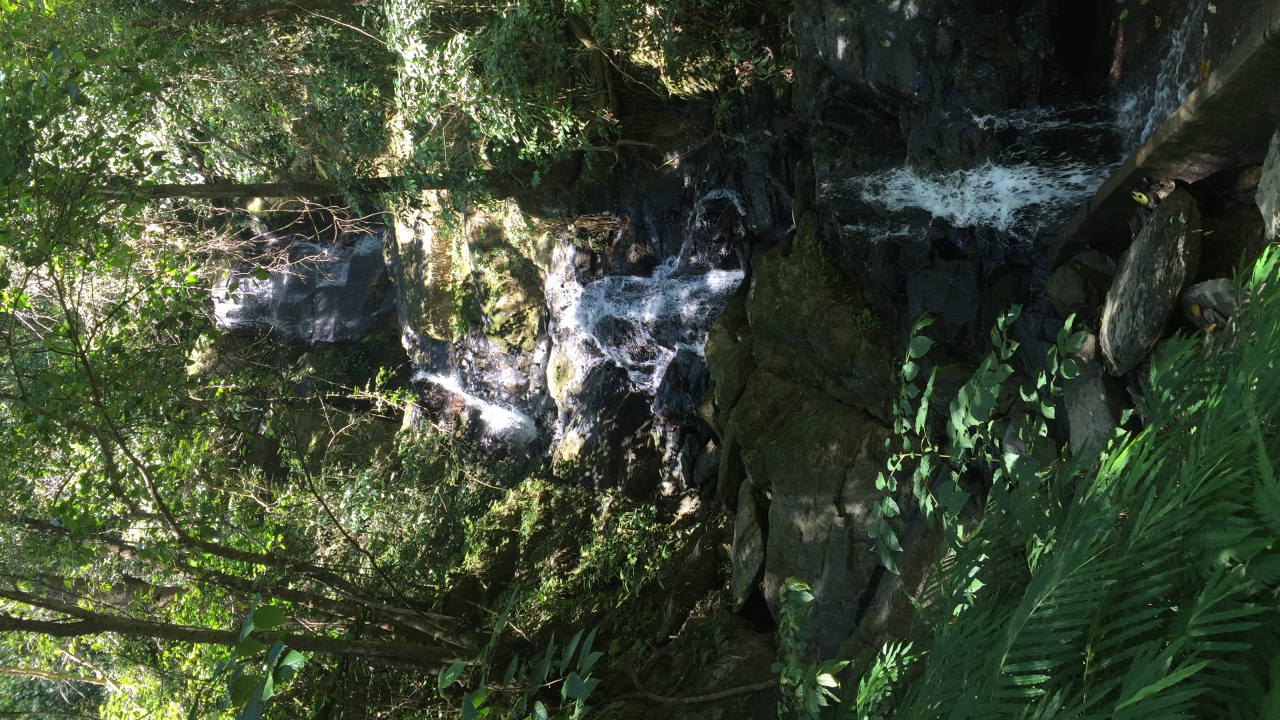 Обои природный заповедник, вода, биом, старовозрастные леса, водоток в разрешении 1280x720