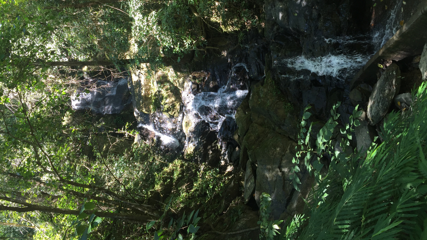 Обои природный заповедник, вода, биом, старовозрастные леса, водоток в разрешении 1366x768