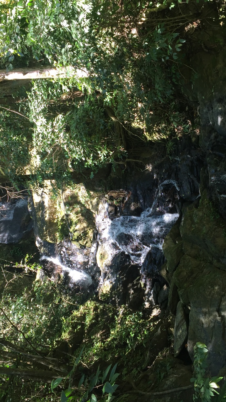 Обои природный заповедник, вода, биом, старовозрастные леса, водоток в разрешении 720x1280