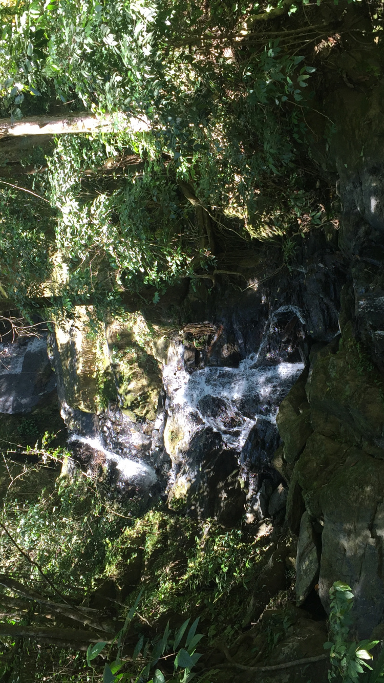 Обои природный заповедник, вода, биом, старовозрастные леса, водоток в разрешении 750x1334