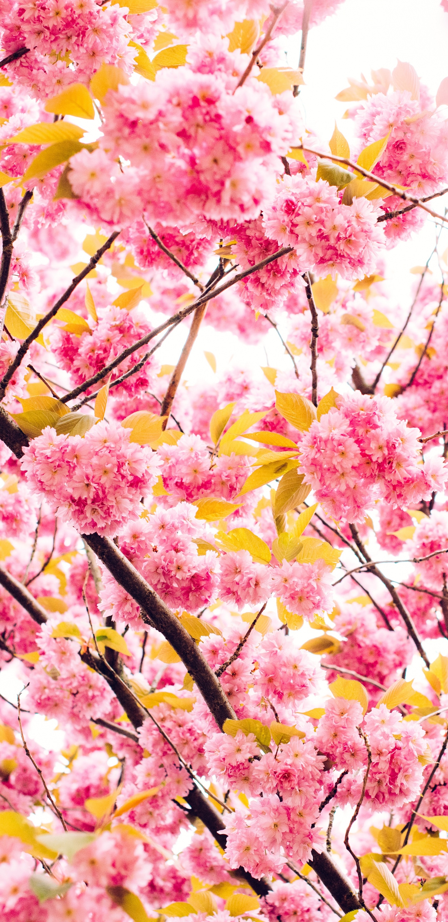 Обои цветение вишни, расцвет, цветок, дерево, весна в разрешении 1440x2960