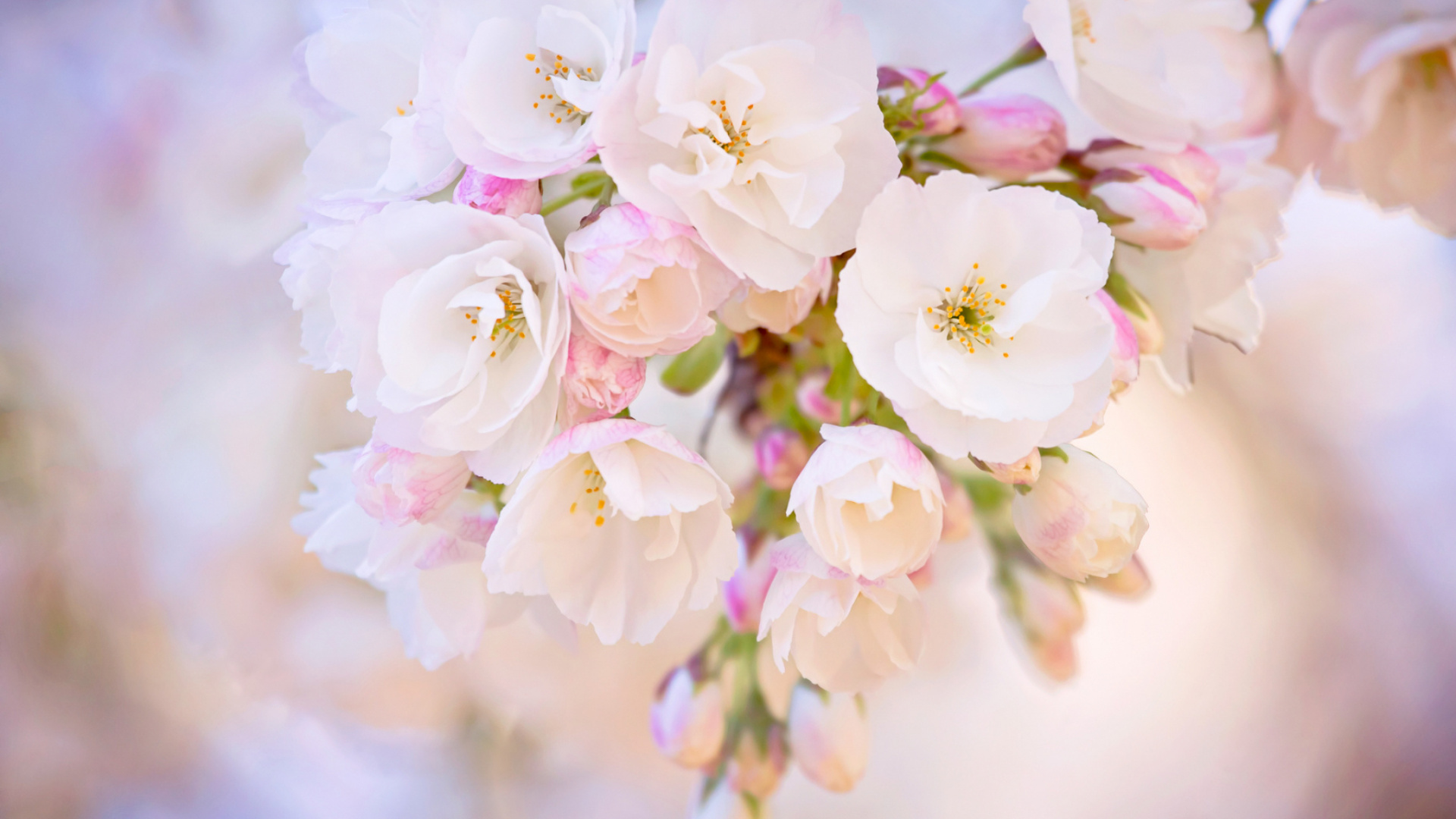 Обои весна, цветение вишни, розовый, лепесток, расцвет в разрешении 1920x1080