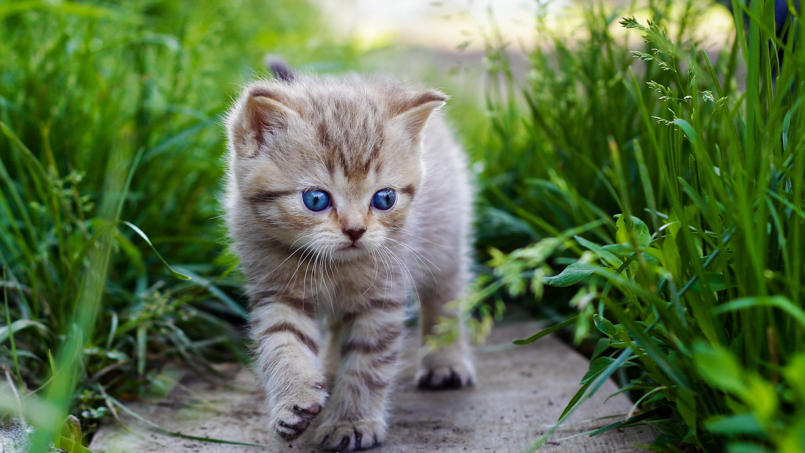 Обои котенок, пес, кот, бакенбарды, живая природа в разрешении 2560x1440