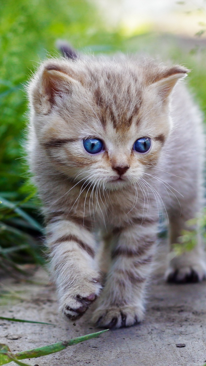 фото живого котенка