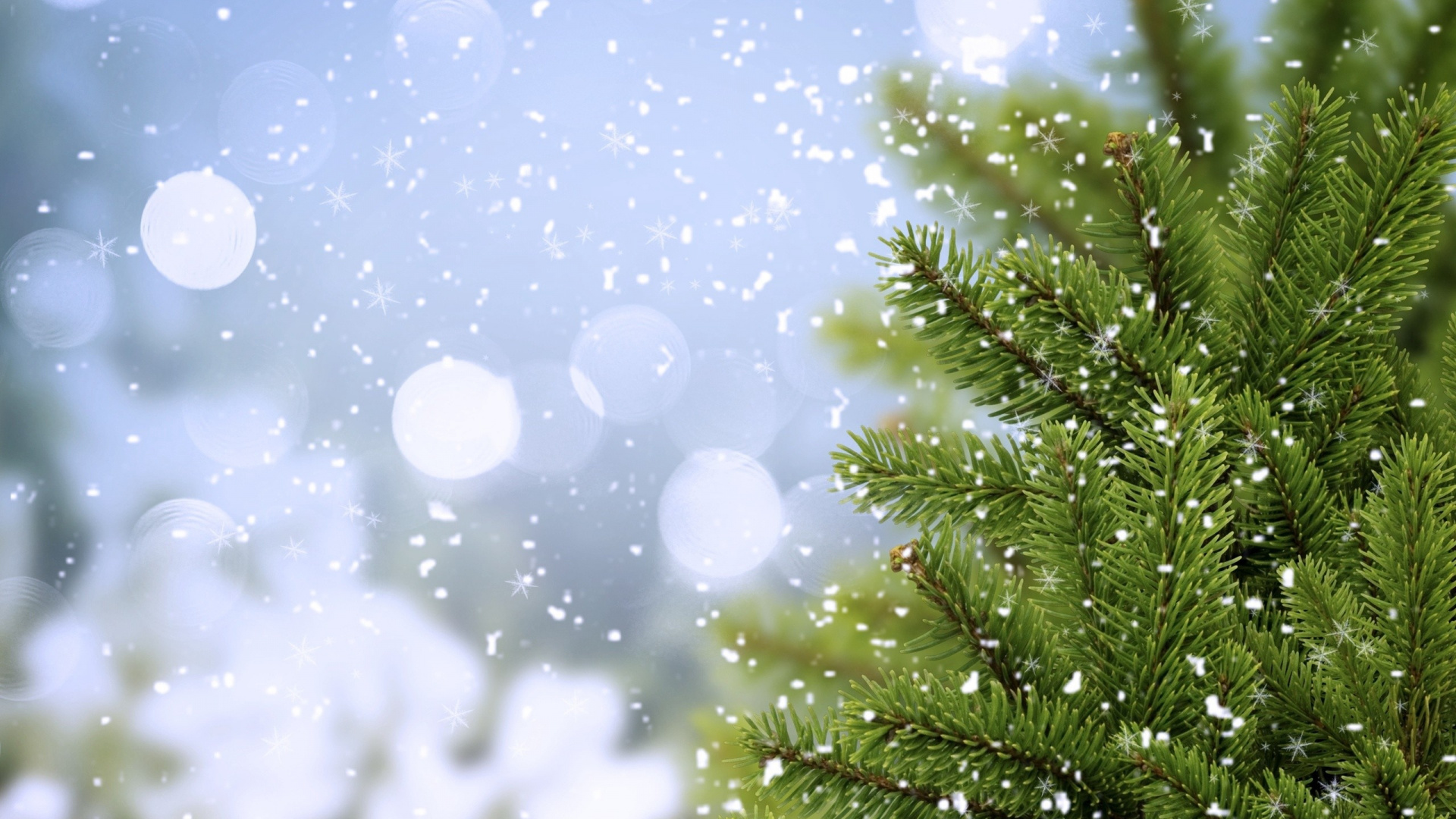 Обои сосна, пихта, дерево, вода, ветвь в разрешении 1920x1080