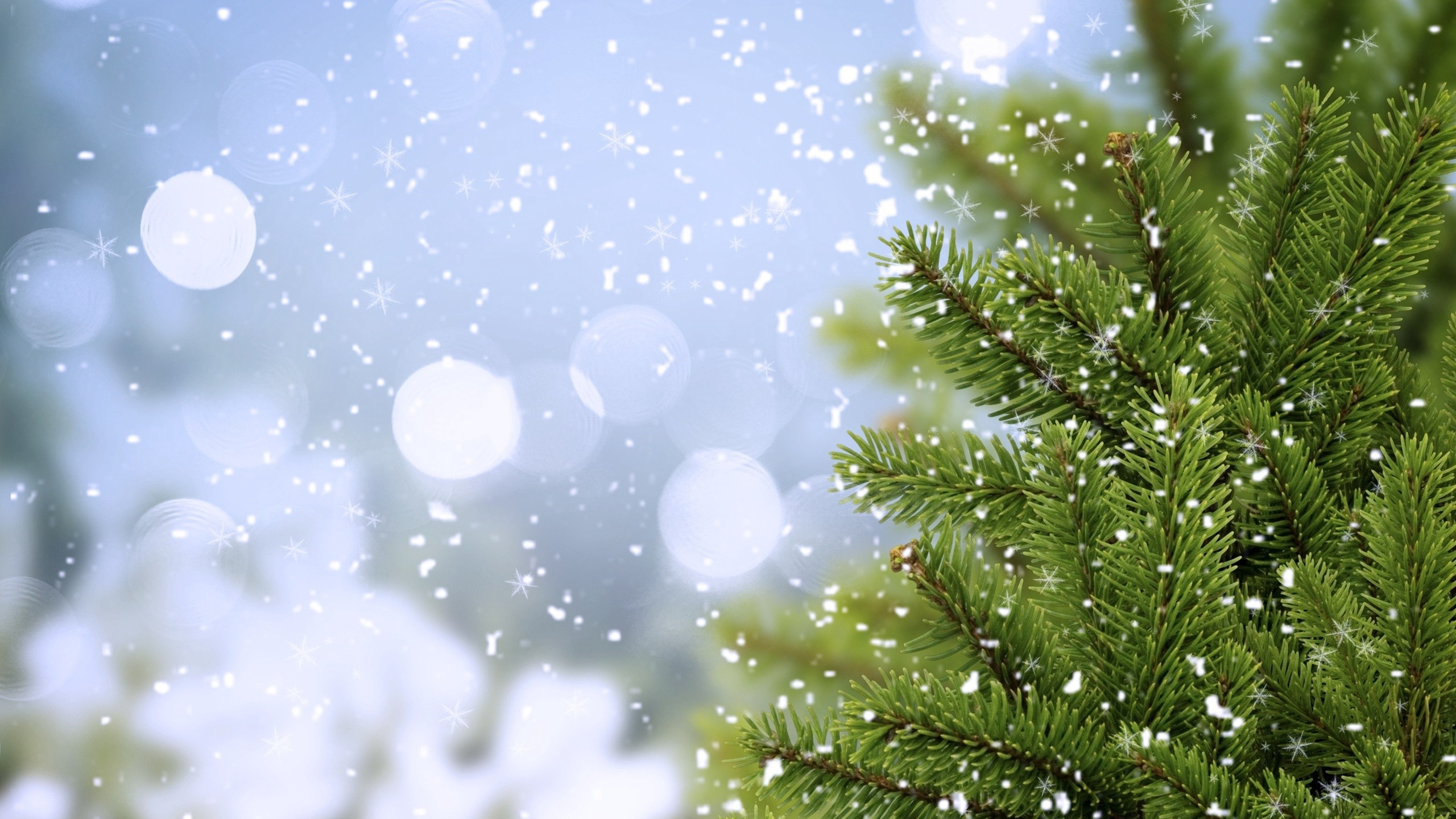 Обои сосна, пихта, дерево, вода, ветвь в разрешении 2560x1440