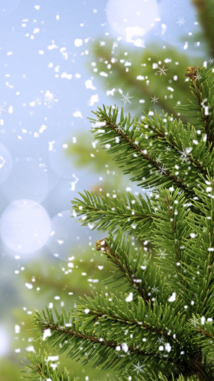 Обои сосна, пихта, дерево, вода, ветвь в разрешении 720x1280