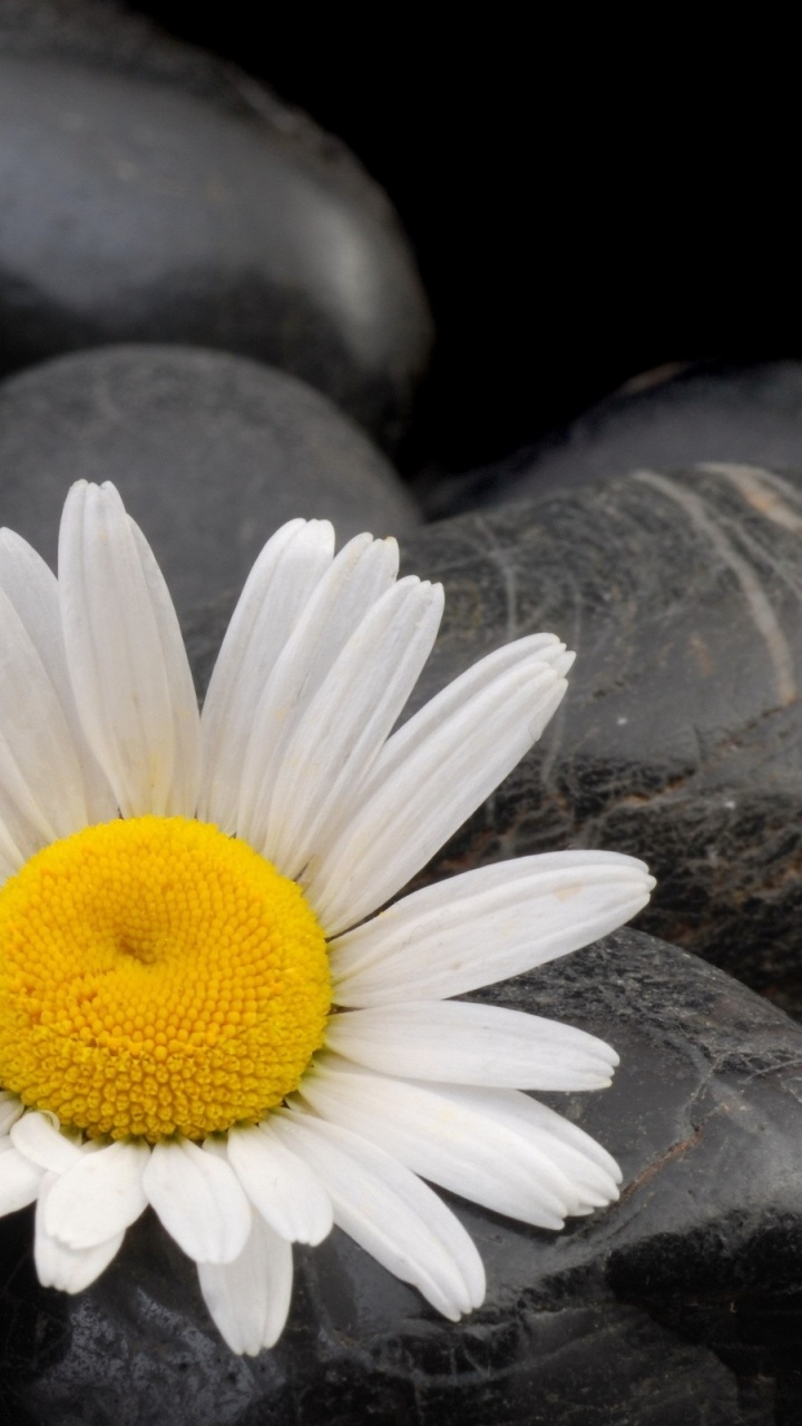 Обои Маргаритка, лепесток, oxeye Дейзи, семья ромашек, нивяник обыкновенный в разрешении 720x1280