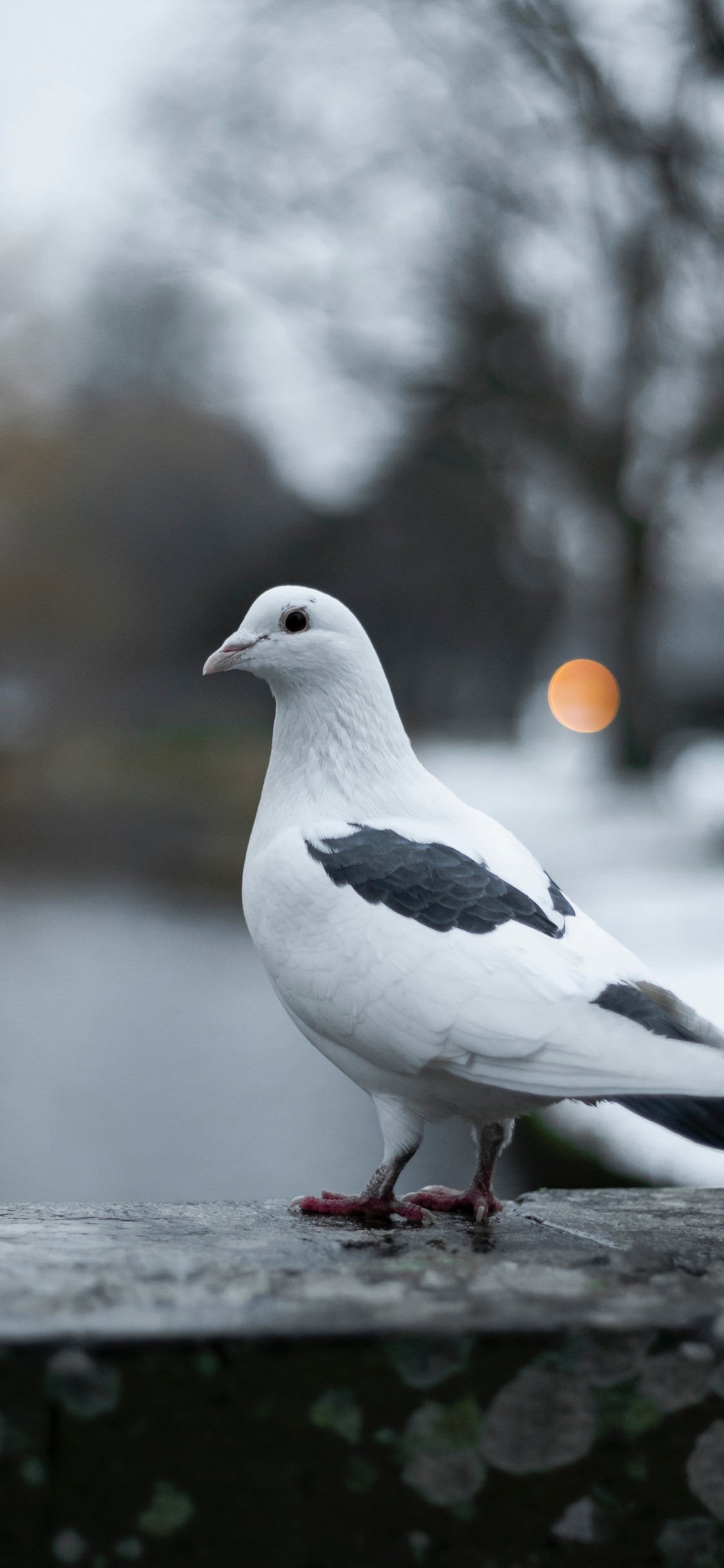 Обои Сизый голубь, птица, клюв, голуби и горлицы, морская птица в разрешении 1125x2436