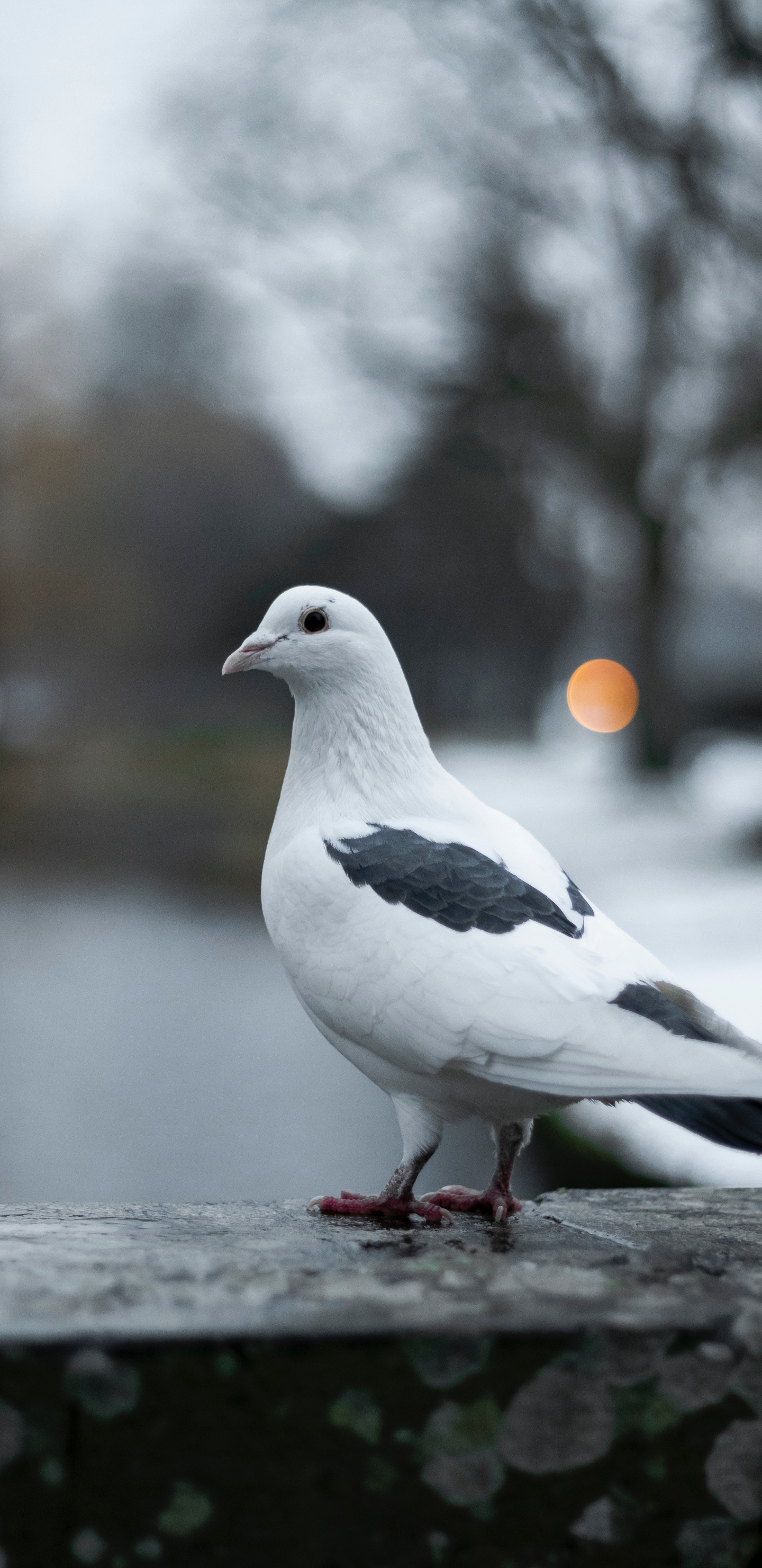 Обои Сизый голубь, птица, клюв, голуби и горлицы, морская птица в разрешении 1440x2960