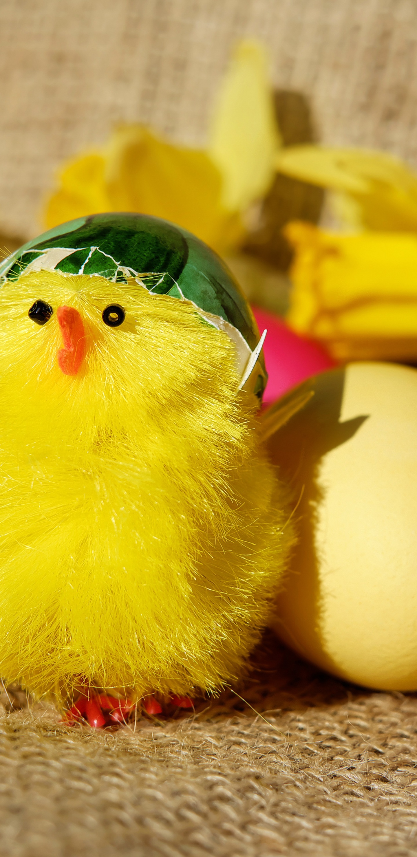 Обои курица, желтый, яйцо, пасхальное яйцо, пасха в разрешении 1440x2960