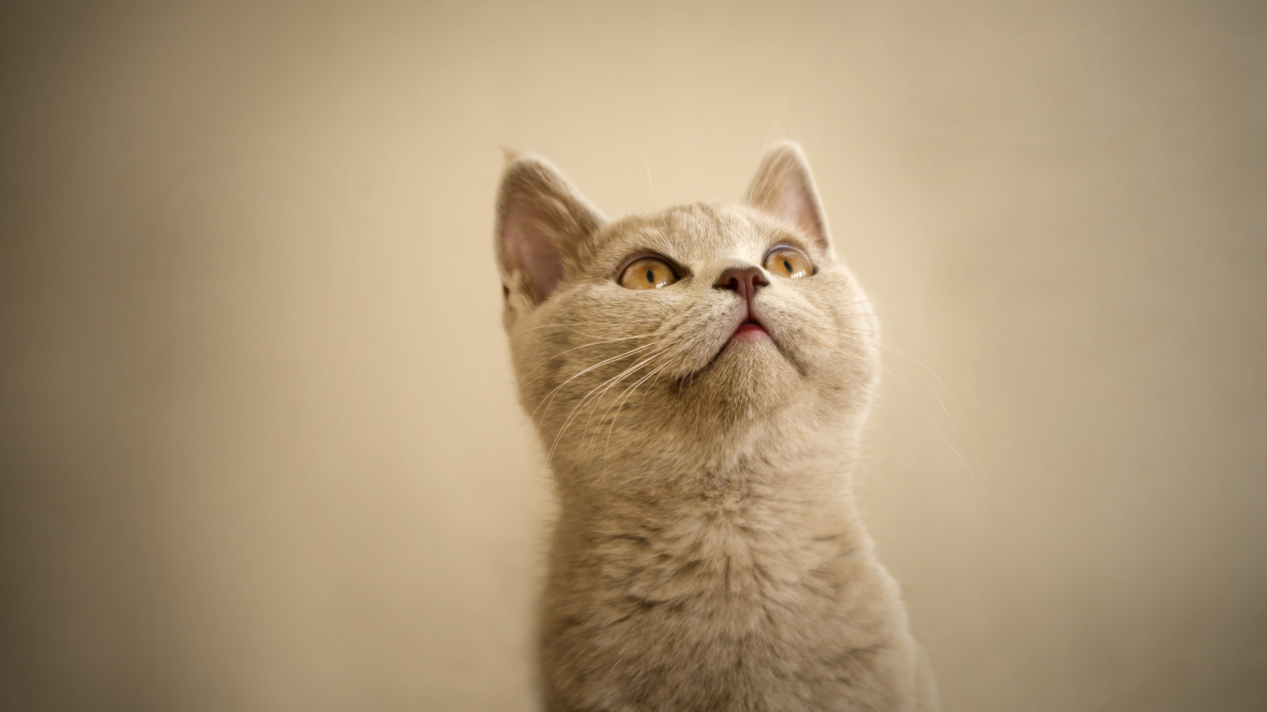 Обои кот, котенок, бакенбарды, нос, морда в разрешении 2560x1440