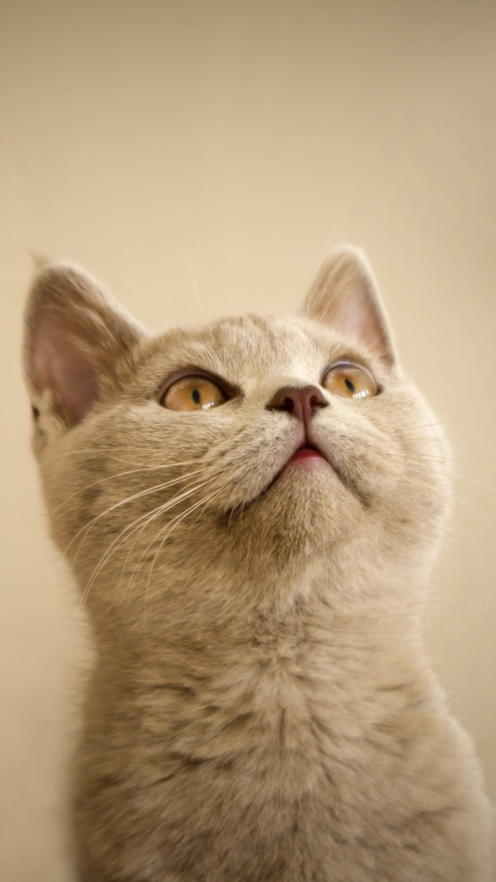 Обои кот, котенок, бакенбарды, нос, морда в разрешении 720x1280