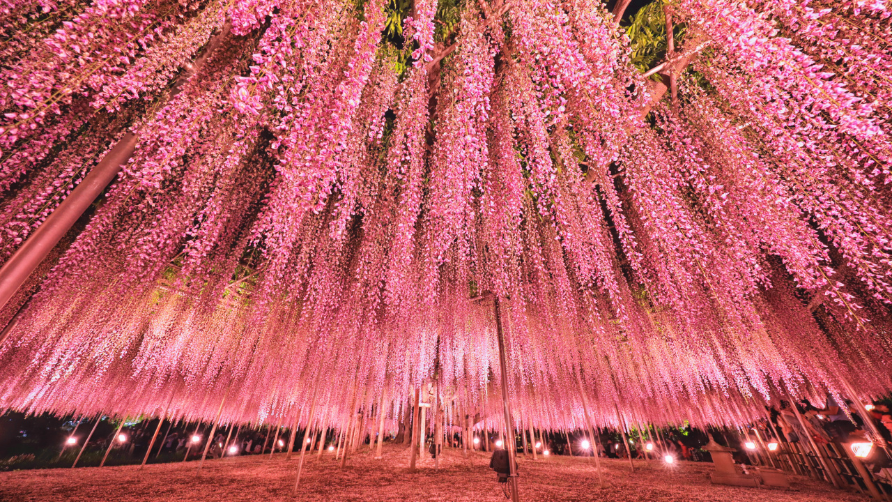 Обои Токио, дерево, розовый, растение, цветок в разрешении 1280x720