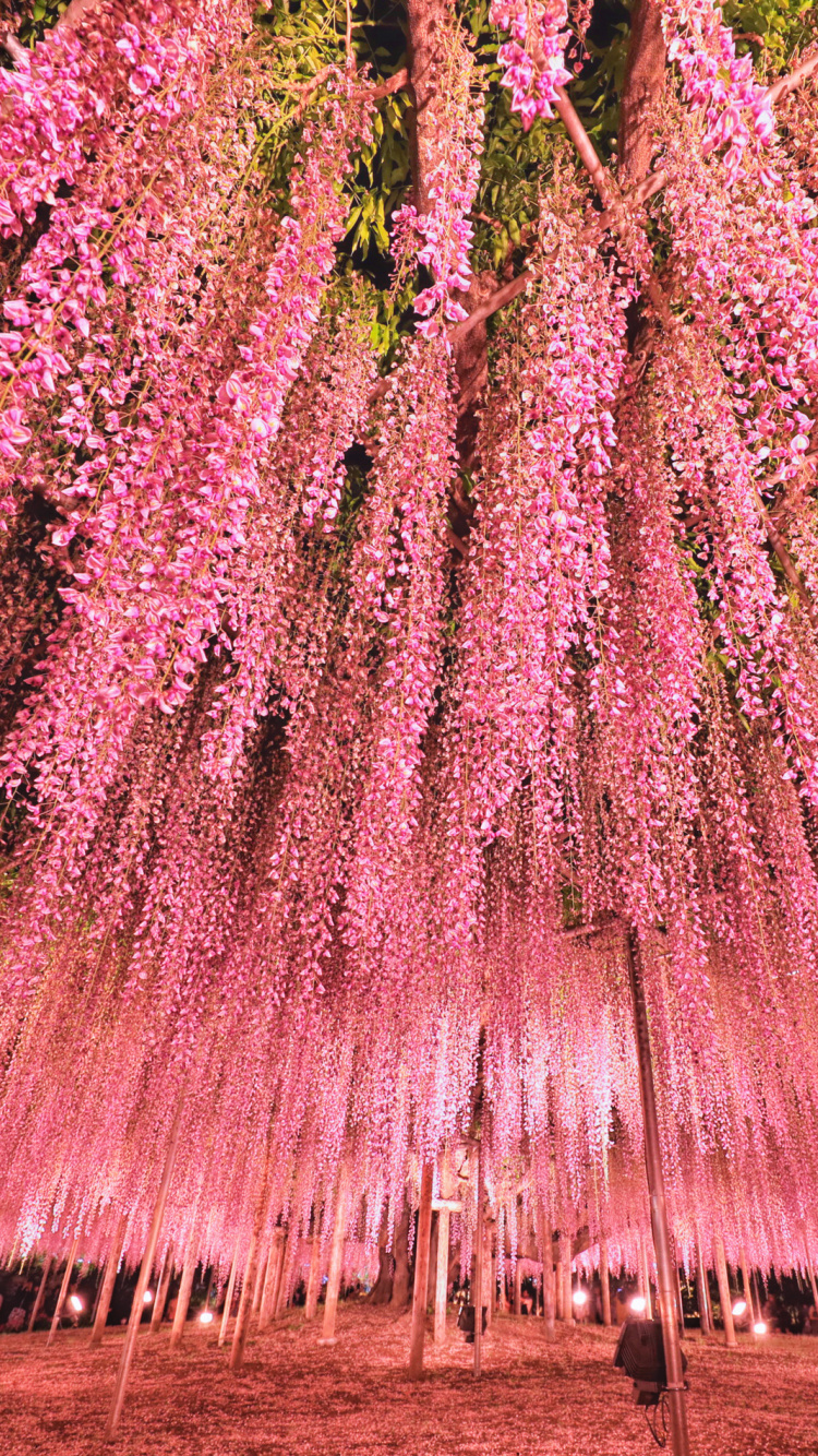 Обои Токио, дерево, розовый, растение, цветок в разрешении 750x1334