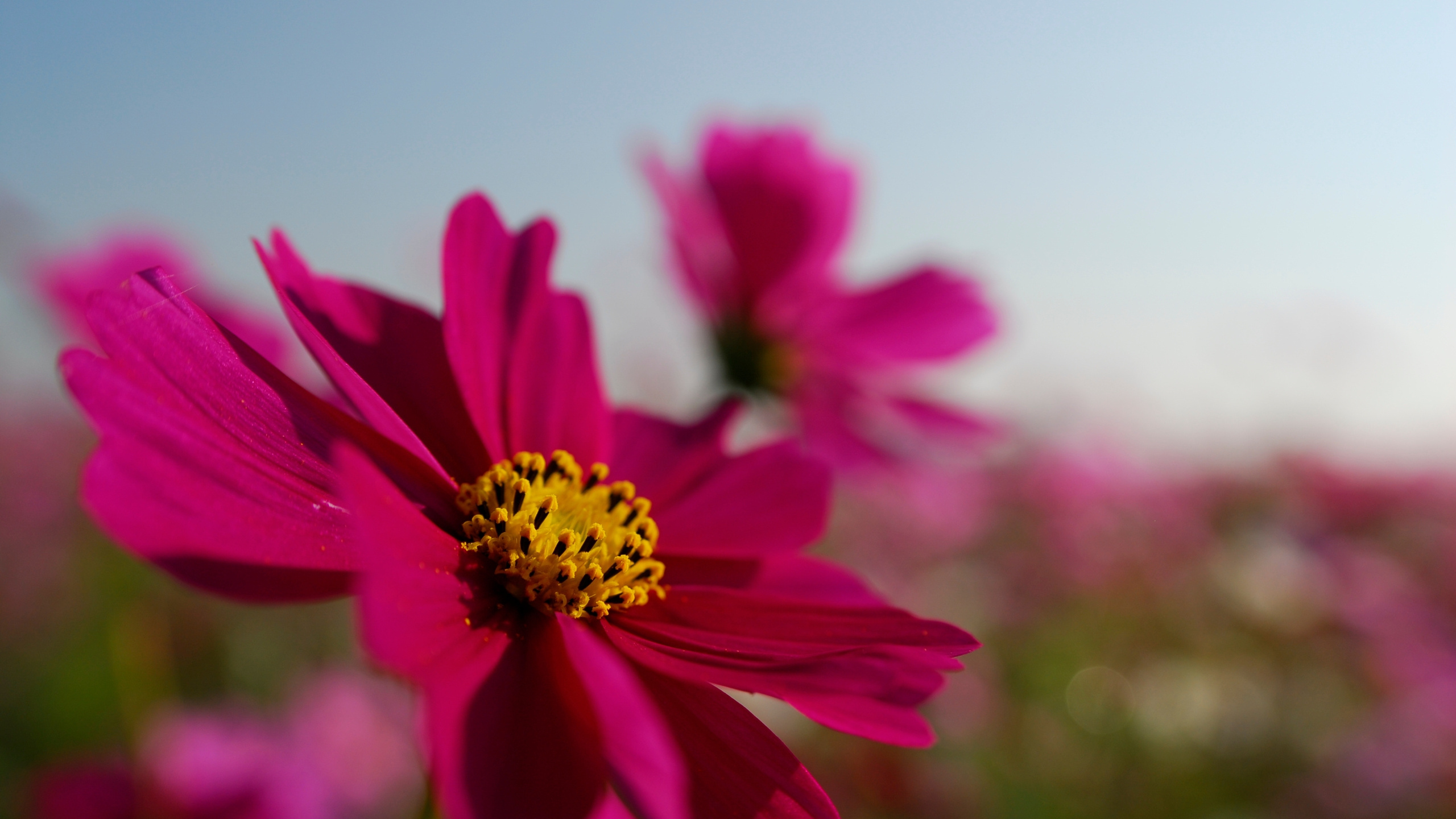 Обои лепесток, розовый, цветковое растение, растение, сад космос в разрешении 2560x1440