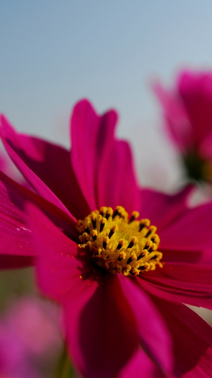 Обои лепесток, розовый, цветковое растение, растение, сад космос в разрешении 720x1280