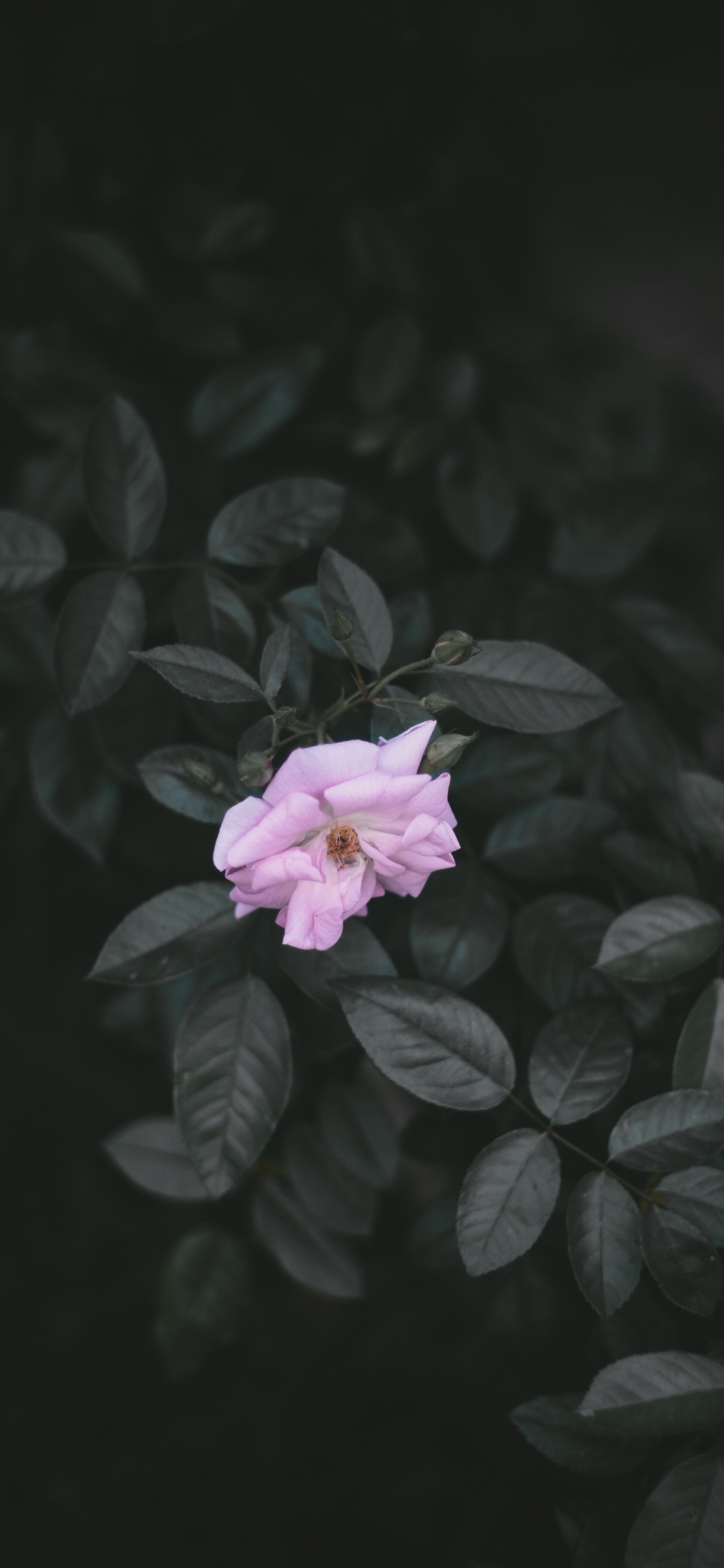 Обои цветок, лепесток, розовый, растение, лист в разрешении 1125x2436