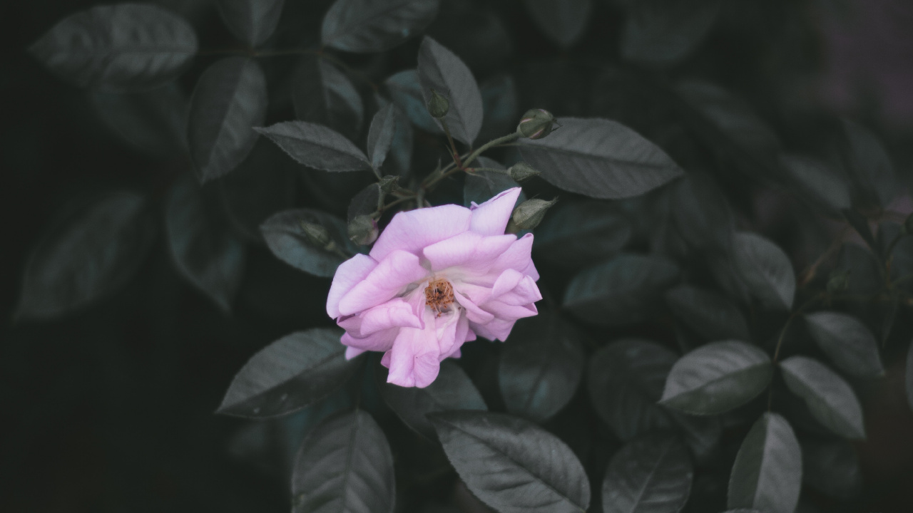 Обои цветок, лепесток, розовый, растение, лист в разрешении 1280x720