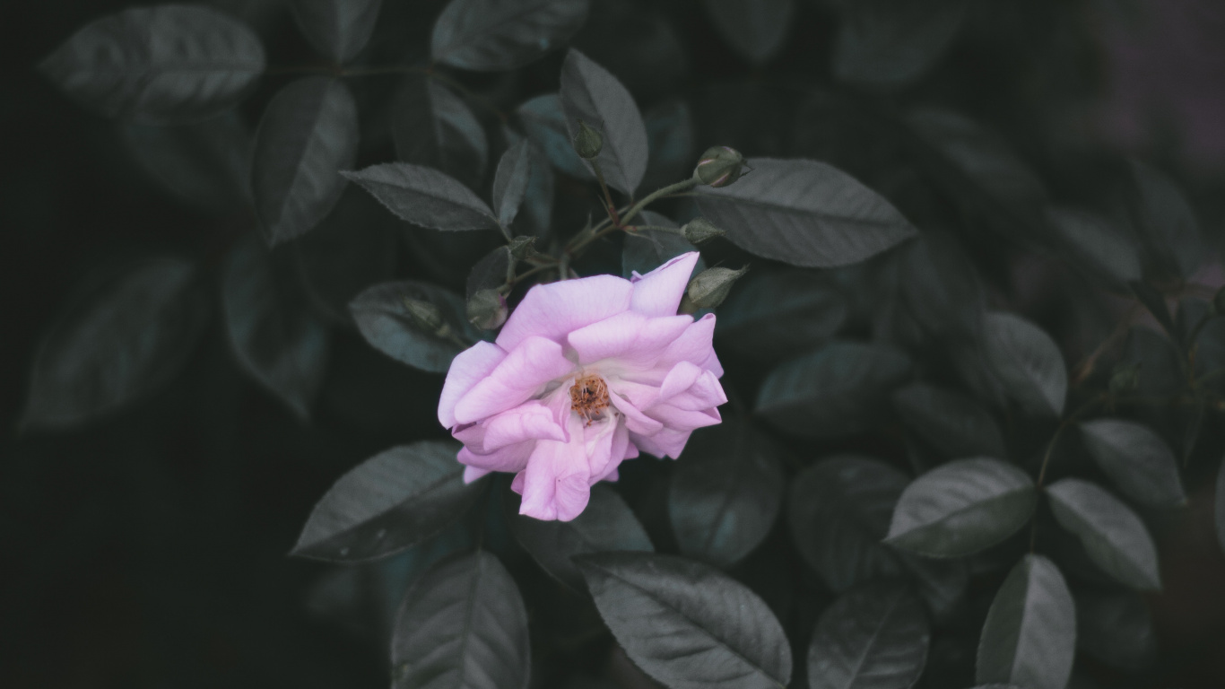 Обои цветок, лепесток, розовый, растение, лист в разрешении 1366x768