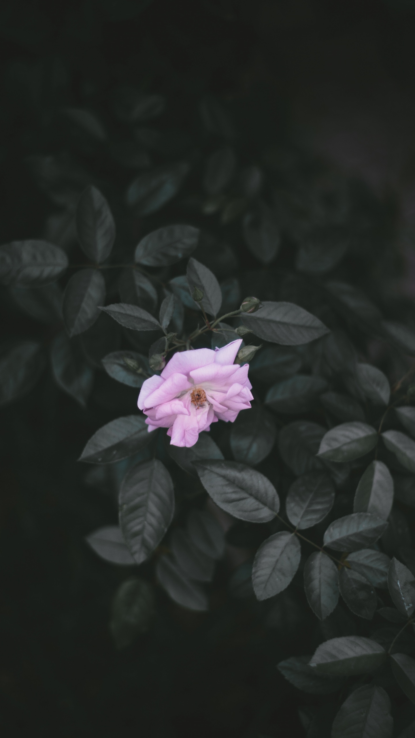 Обои цветок, лепесток, розовый, растение, лист в разрешении 1440x2560