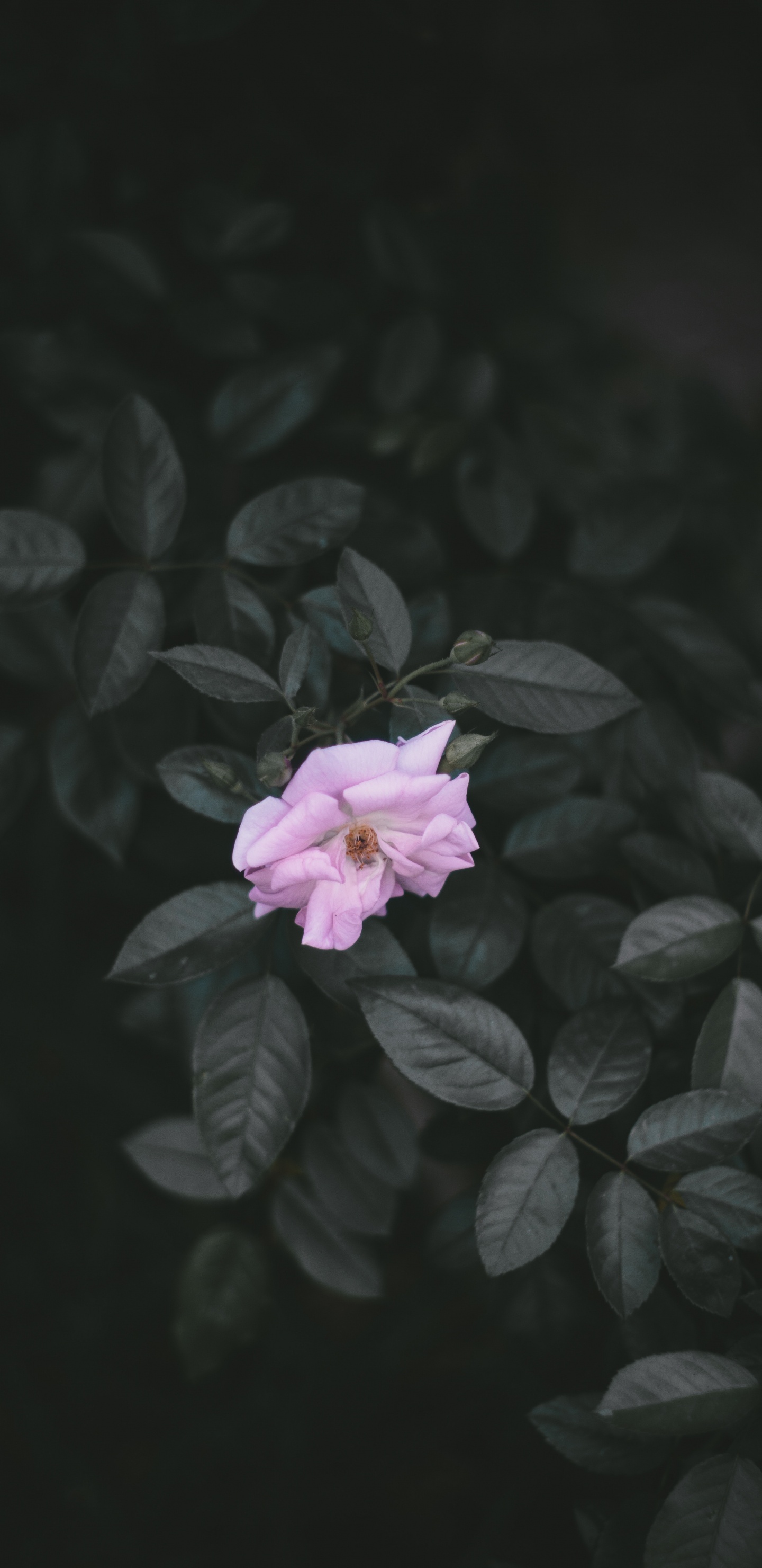 Обои цветок, лепесток, розовый, растение, лист в разрешении 1440x2960