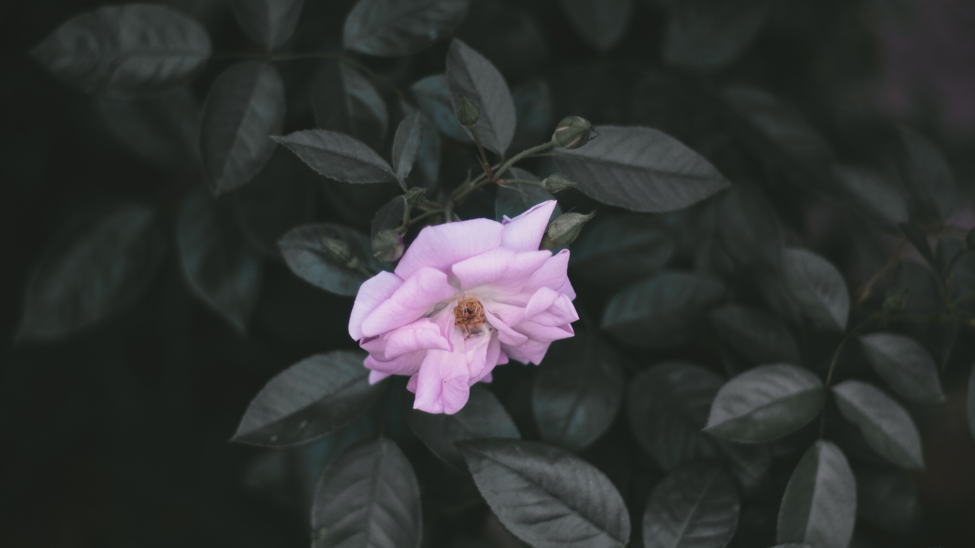 Обои цветок, лепесток, розовый, растение, лист в разрешении 3840x2160