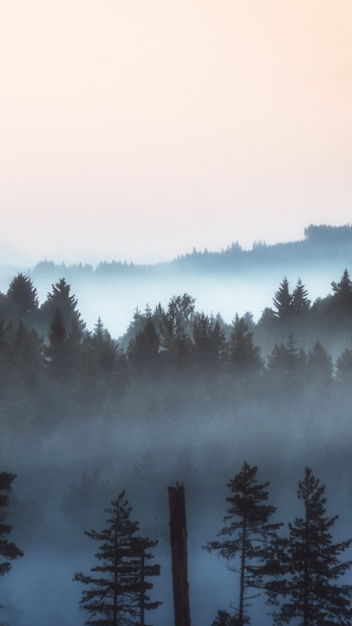 Обои туман, дымка, дерево, утро, атмосфера в разрешении 720x1280