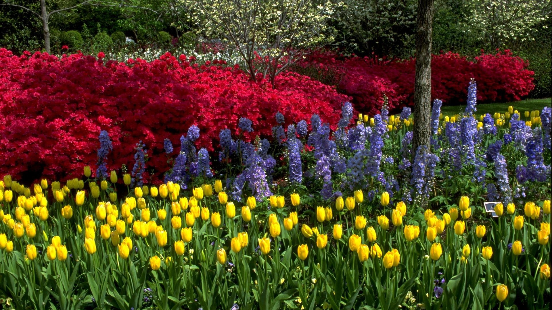 Обои цветник, цветковое растение, растение, весна, Флора в разрешении 1920x1080