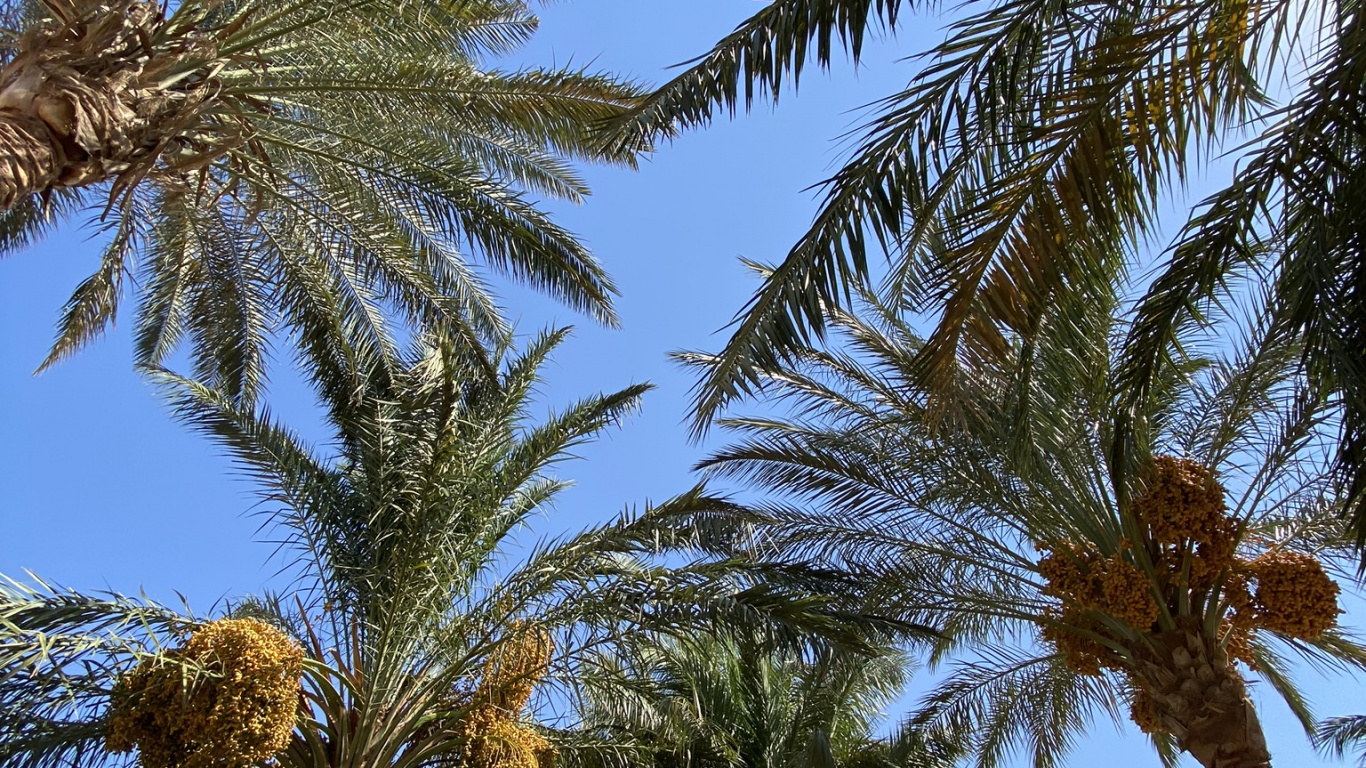 Обои финиковая пальма, Бабассу, природа, дерево, древесные растения в разрешении 1366x768
