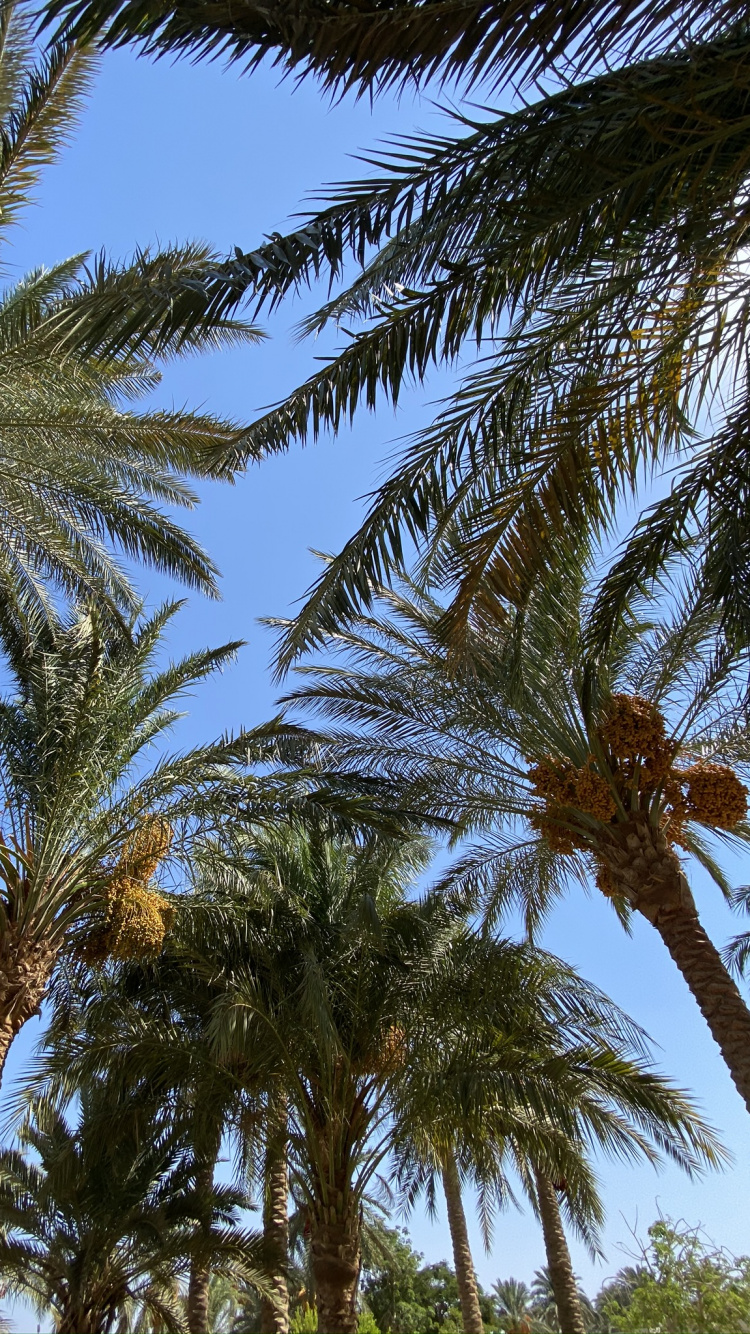 Обои финиковая пальма, Бабассу, природа, дерево, древесные растения в разрешении 750x1334