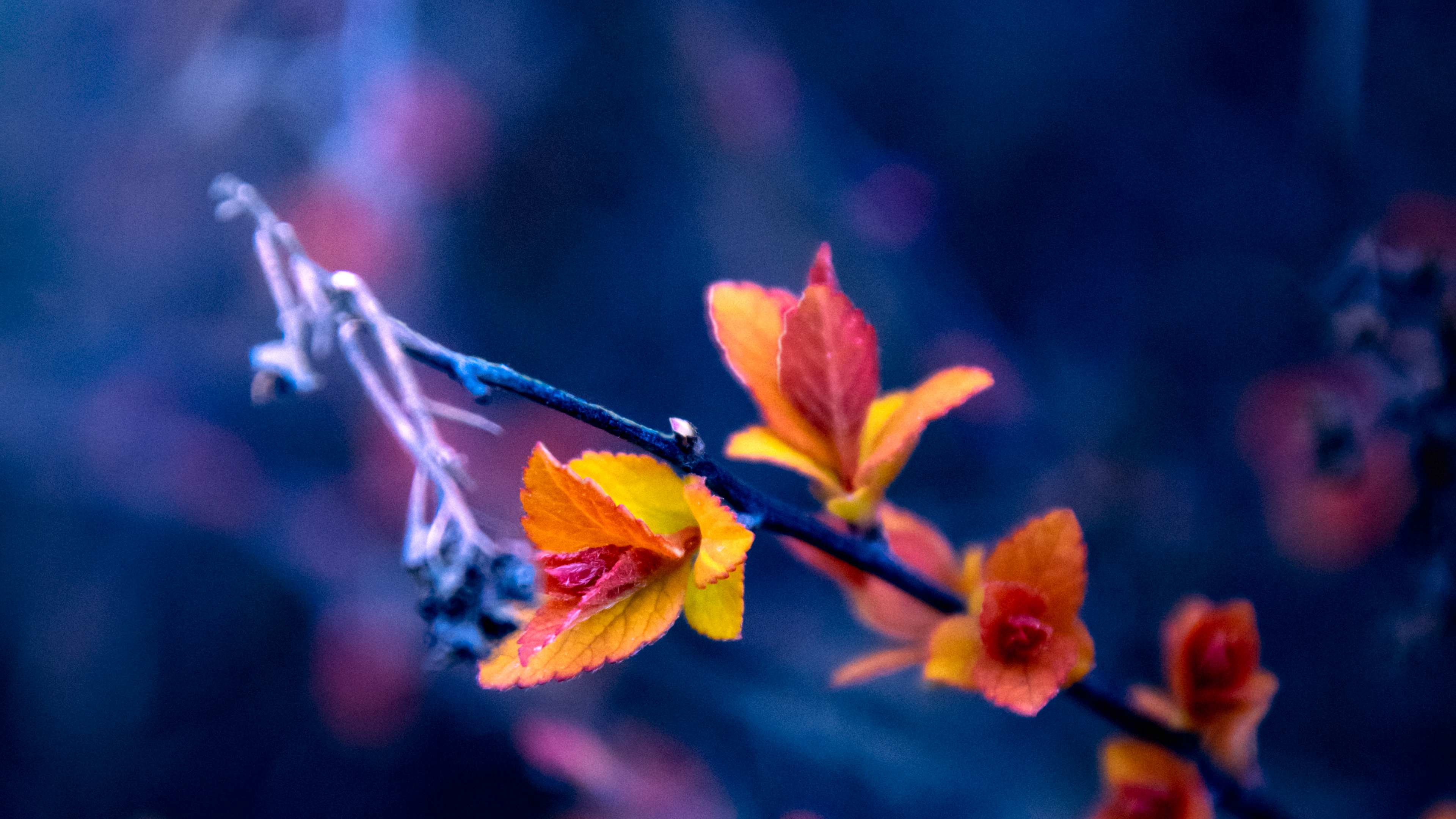 Обои природа, лист, цветок, растение, лепесток в разрешении 3840x2160