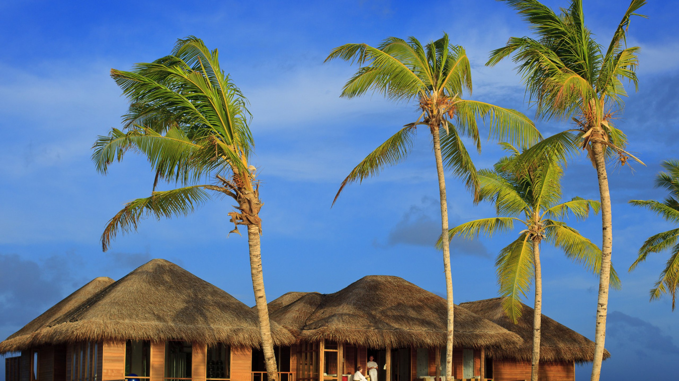 Обои О Маафуши, прибежище, О Маафуши Мальдивы, дерево, Пальма в разрешении 1366x768