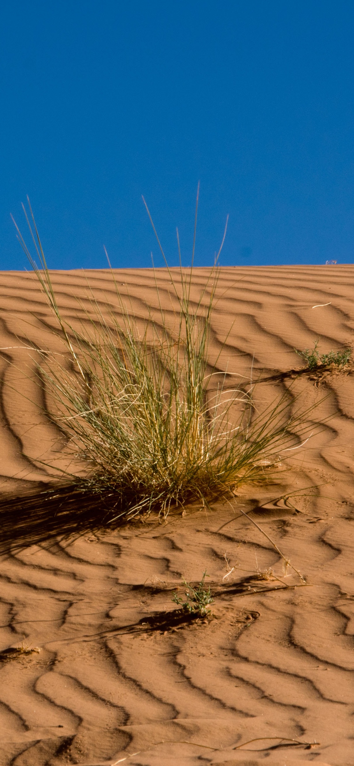 Обои пустыня, песок, эрг, эолийские рельефы, Дюна в разрешении 1125x2436