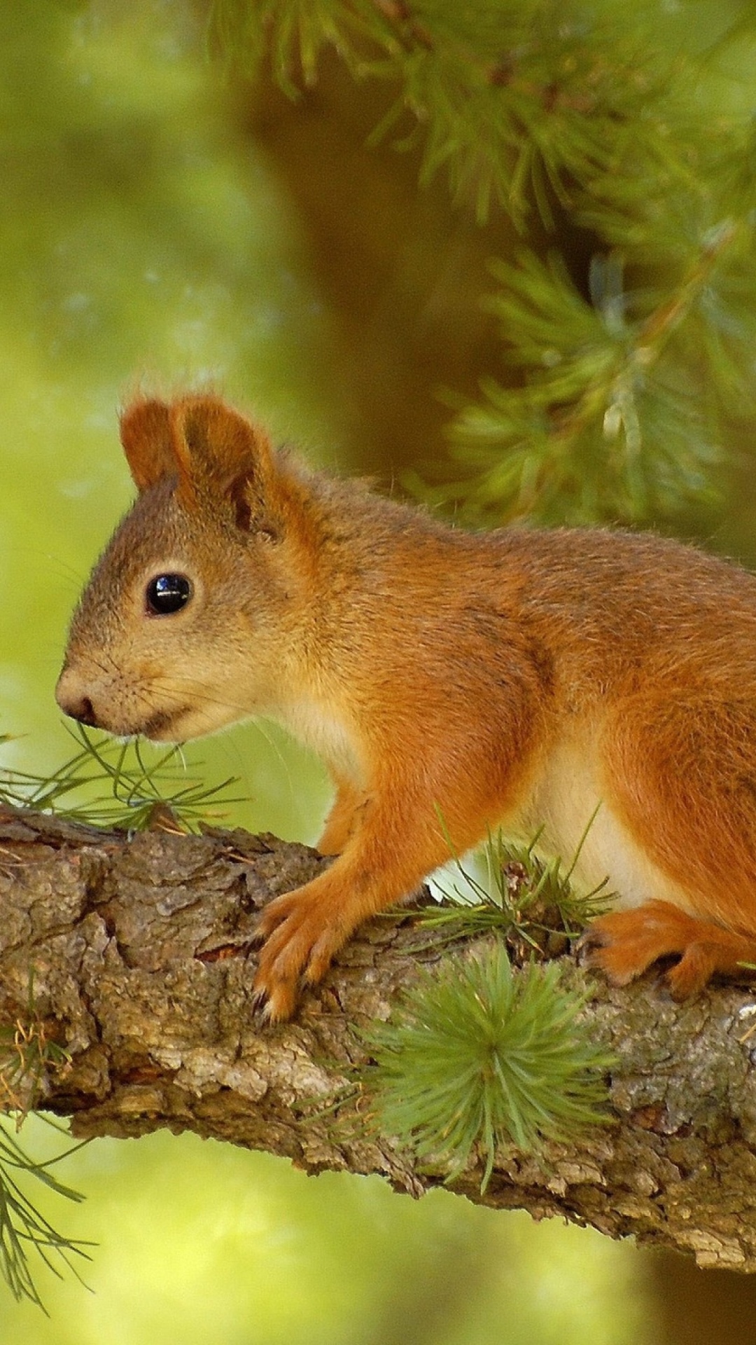 Обои грызун, белка, живая природа, лиса Белочка, дерево в разрешении 1080x1920