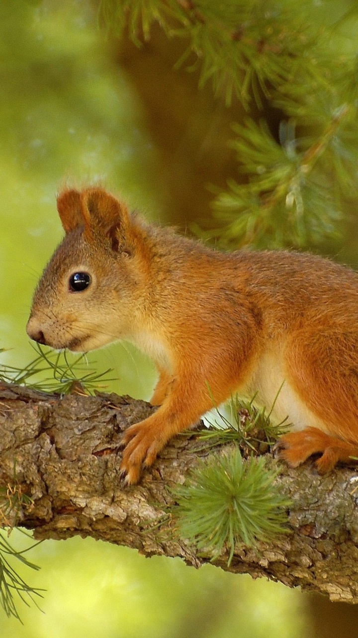 Обои грызун, белка, живая природа, лиса Белочка, дерево в разрешении 720x1280