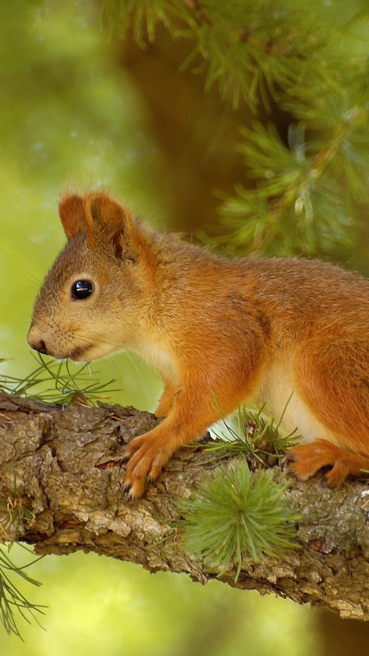 Обои грызун, белка, живая природа, лиса Белочка, дерево в разрешении 750x1334