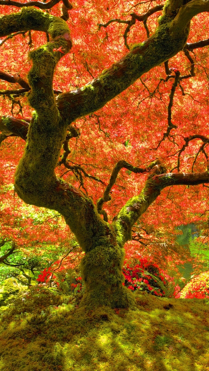 Обои осень, сезон, лето, весна, дерево в разрешении 720x1280