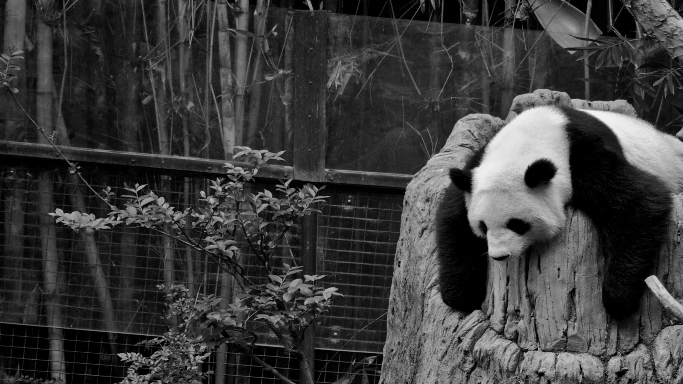 Обои гигантская панда, зоопарк, медведь, черно-белая фотография, природа в разрешении 1366x768